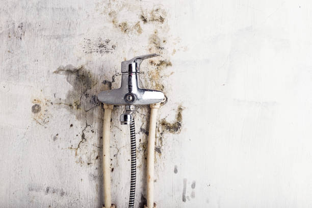 Reliable The Plains, OH Mold Remediation Solutions