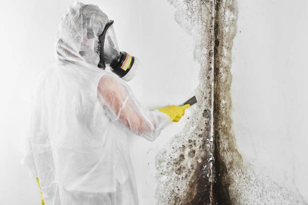 Best Attic Mold Remediation in The Plains, OH