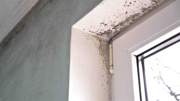 Best HVAC Mold Remediation in The Plains, OH