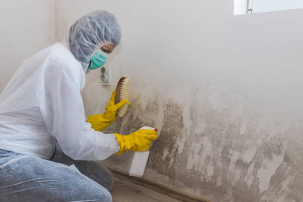 Best Localized Mold Remediation (e.g., coastal areas, humid climates) in The Plains, OH