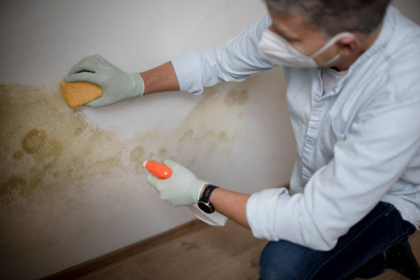 Best Post-Flood Mold Remediation in The Plains, OH