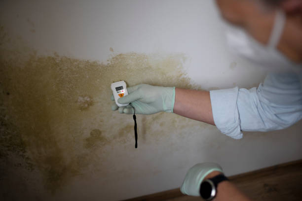 Best Mold Remediation for Schools in The Plains, OH