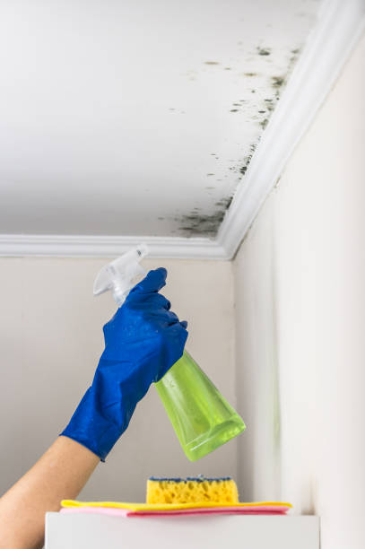Best Kitchen Mold Remediation in The Plains, OH