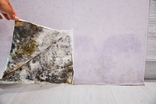 Best Emergency Mold Remediation in The Plains, OH